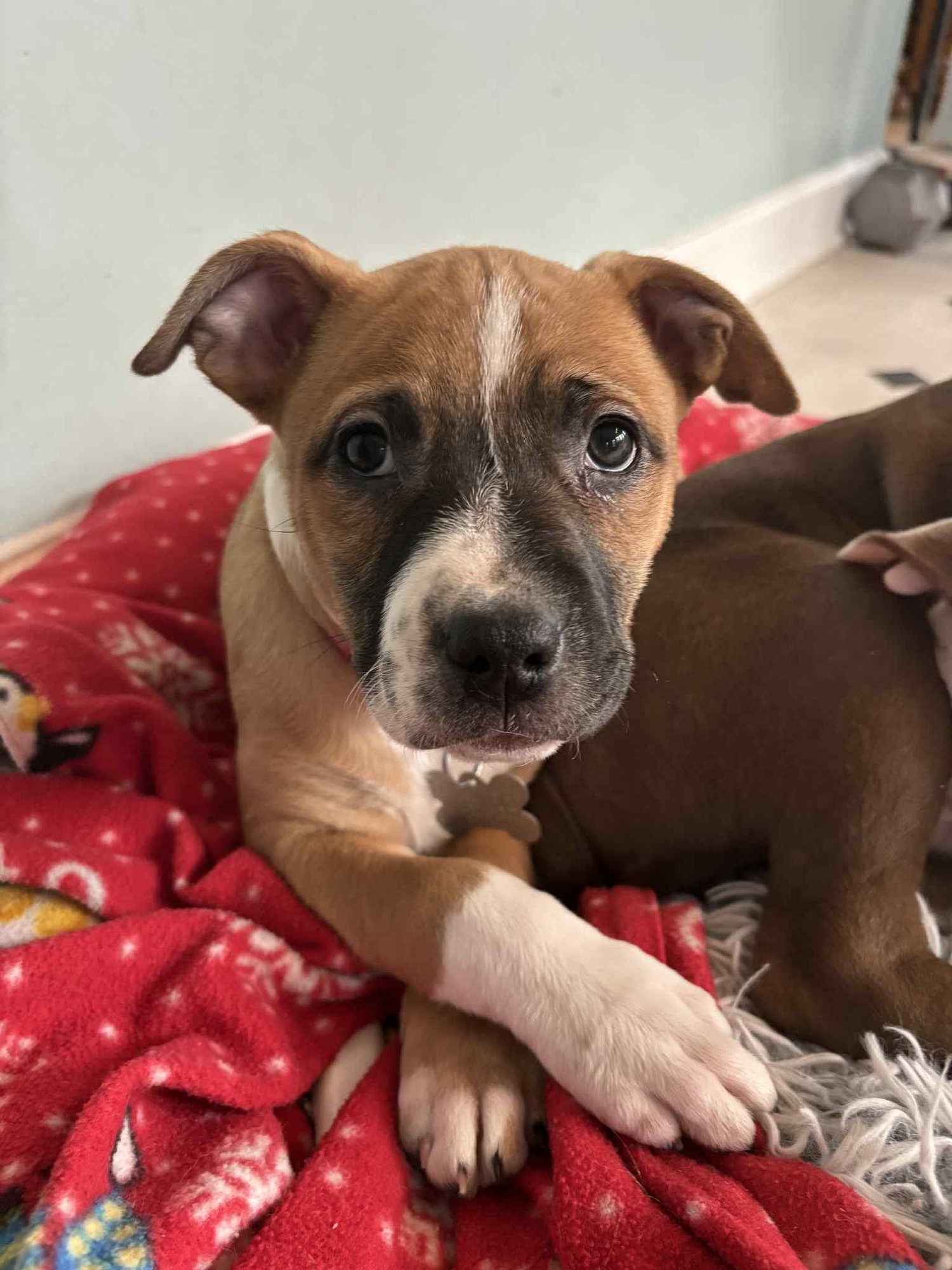 Nancy: Retired Lawyer Litter - Photo 3