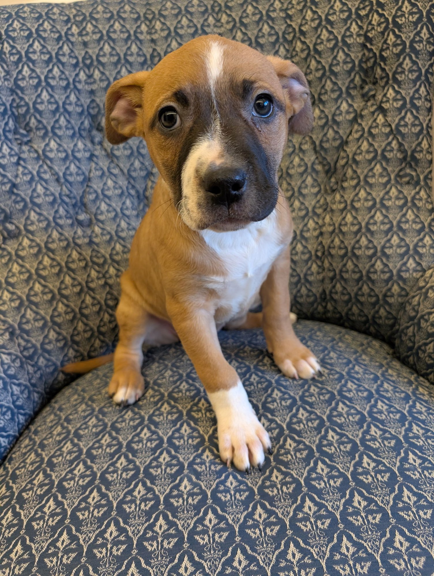 Nancy: Retired Lawyer Litter - Photo 4