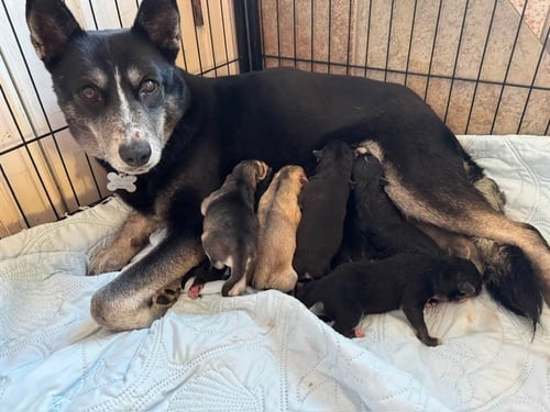 MEDINA - Siberian Husky available for adoption