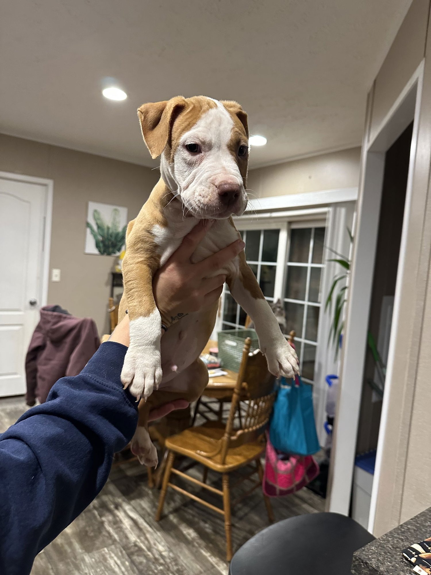 RUDOLPH - American Staffordshire Terrier available for adoption