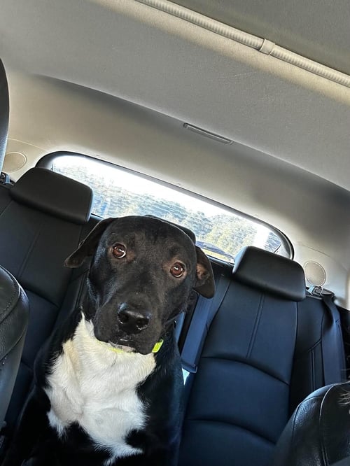 RAY - Terrier / Labrador Retriever available for adoption