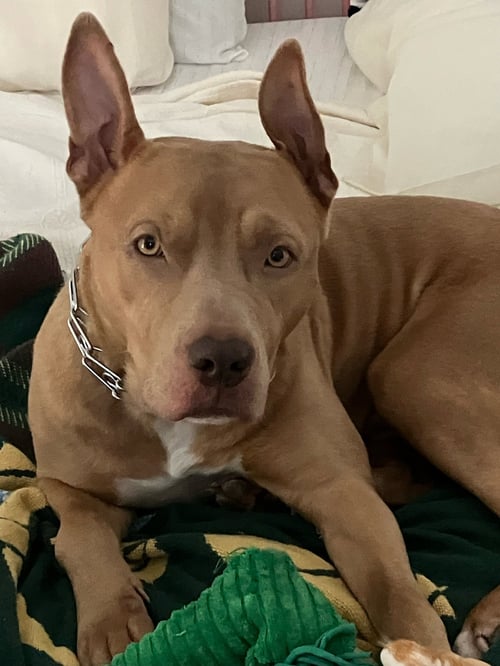 CODA - American Pit Bull Terrier available for adoption