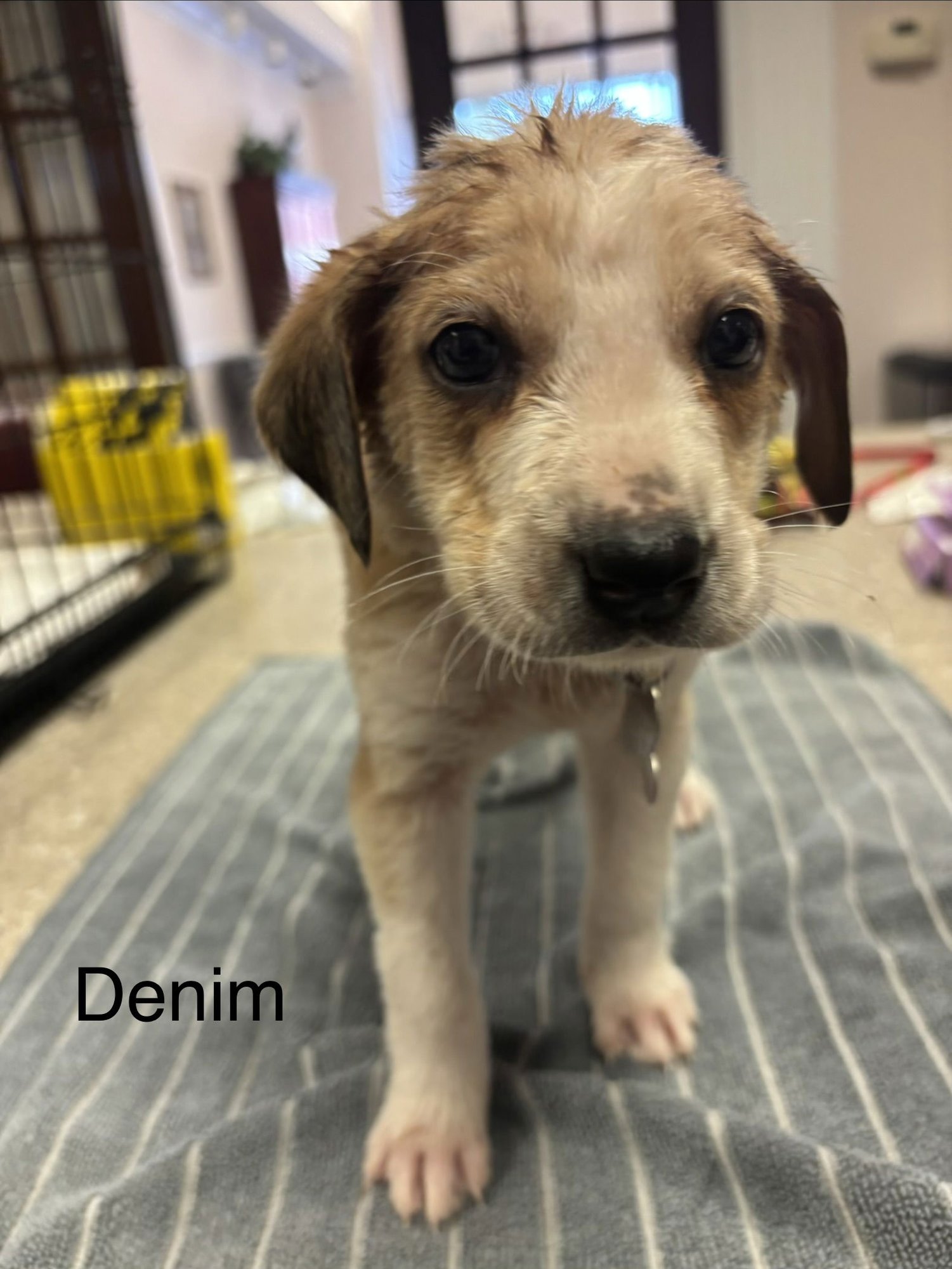 DENIM - Beagle available for adoption