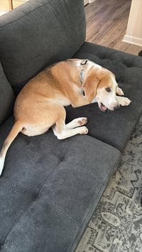 Hank - Photo 11