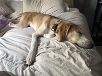 Hank - Photo 6