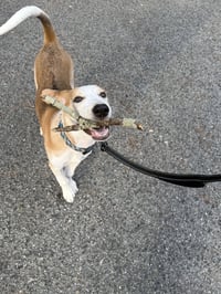 Hank - Photo 9