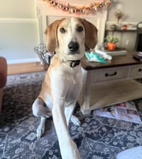 Hank - Photo 1