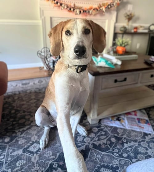 HANK - Foxhound available for adoption