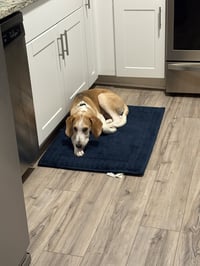 Hank - Photo 12