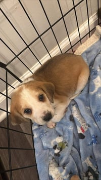 Hank - Photo 18