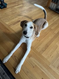 Hank - Photo 4