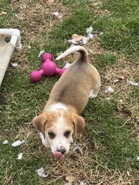 Hank - Photo 14