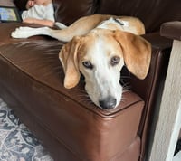 Hank - Photo 3