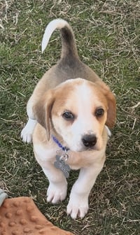 Hank - Photo 13