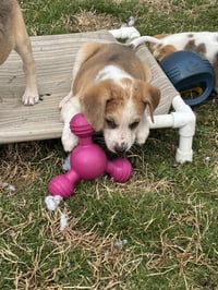 Hank - Photo 15