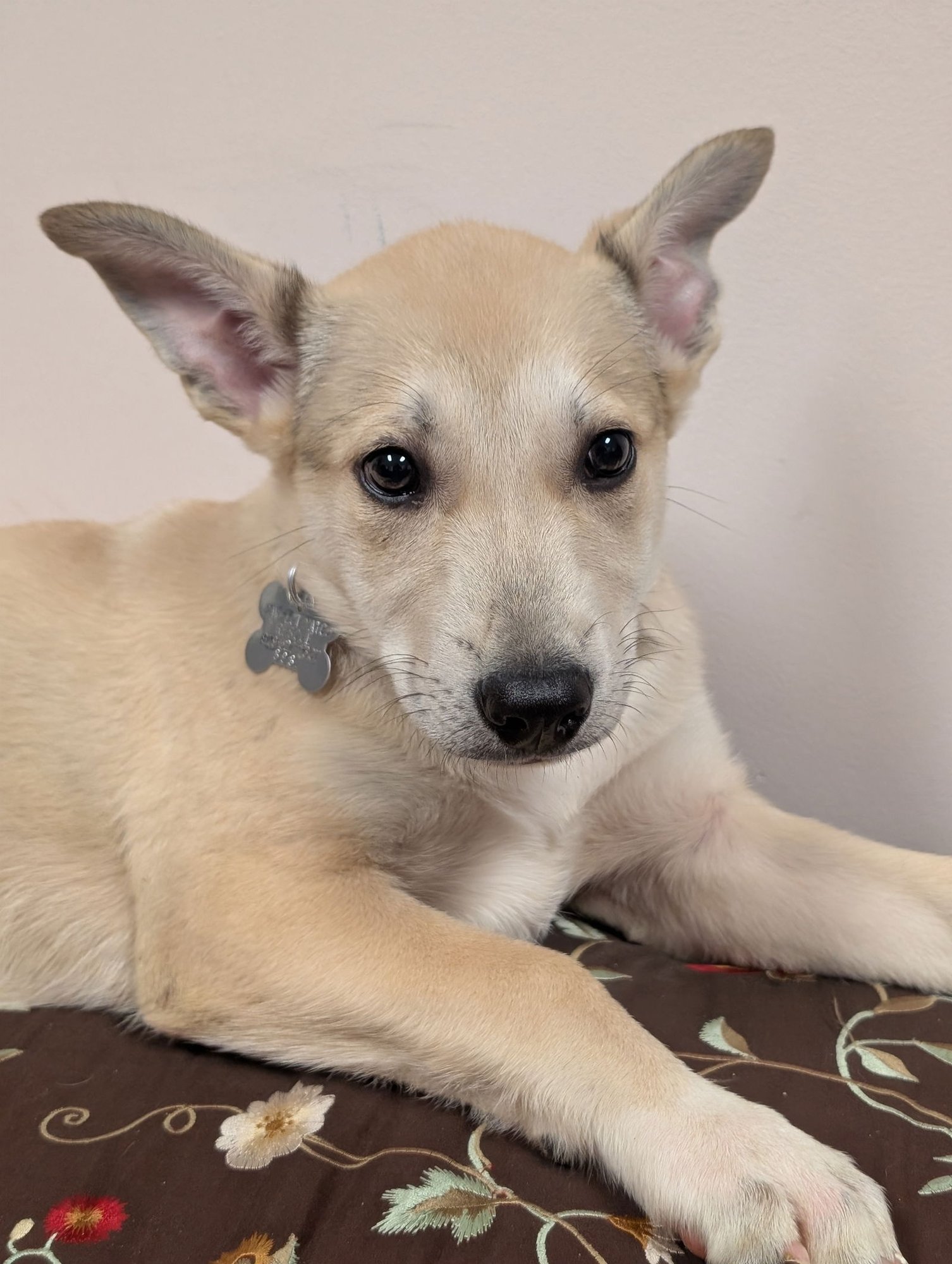 BLONDIE - Shepherd available for adoption