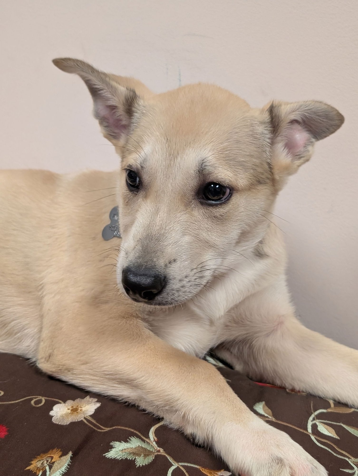 BLONDIE - Shepherd available for adoption