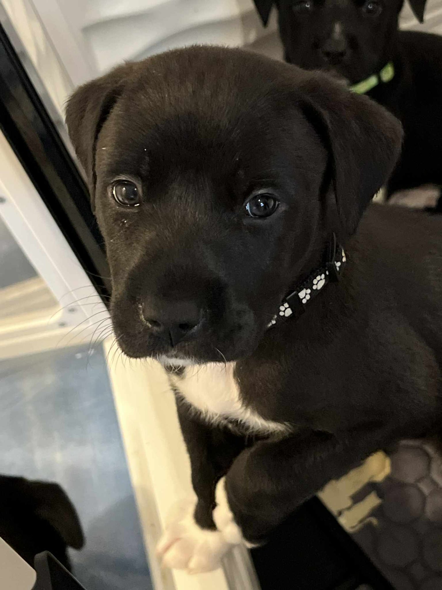 FERN - FLOWER POWER LITTER - American Pit Bull Terrier / Labrador Retriever available for adoption