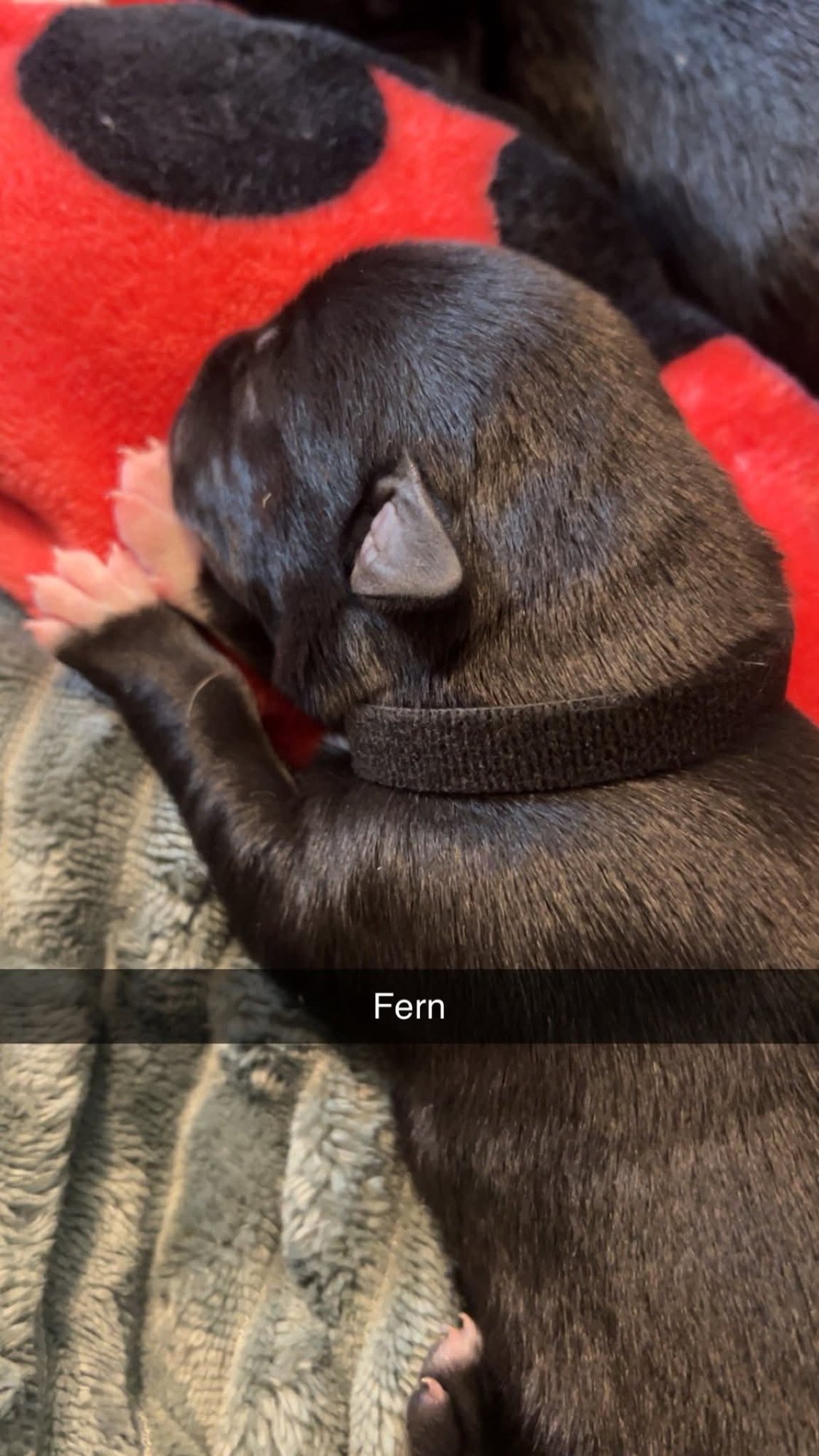 FERN - FLOWER POWER LITTER - American Pit Bull Terrier / Labrador Retriever available for adoption