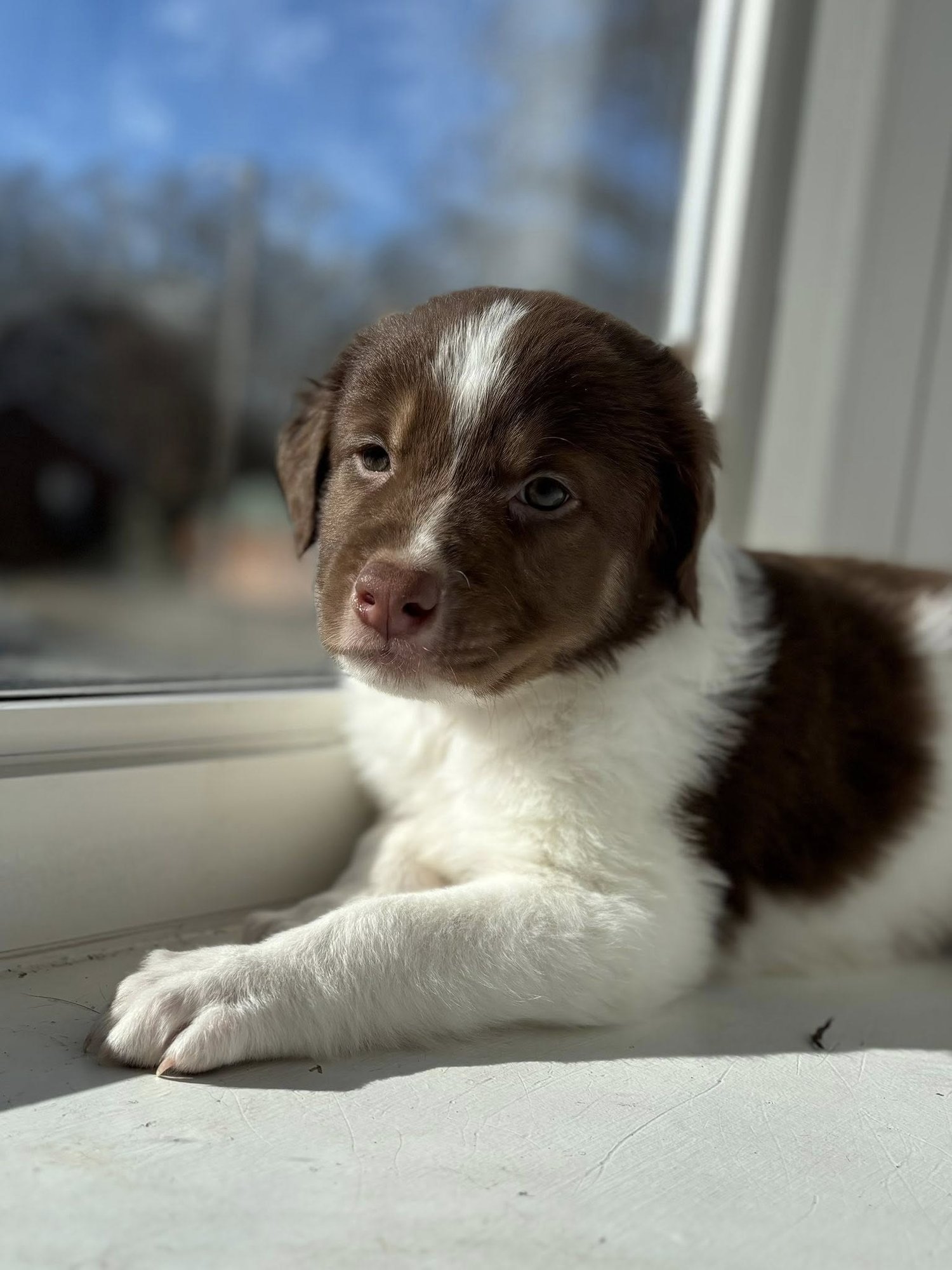 RIGBY - Border Collie available for adoption