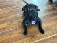 Buddy - Photo 7