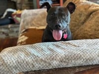 Buddy - Photo 9