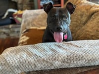 Buddy - Photo 6