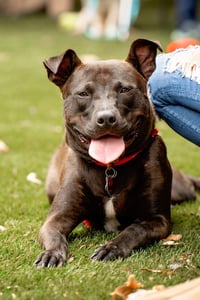 Buddy - Photo 4