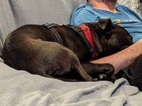 Buddy - Photo 18