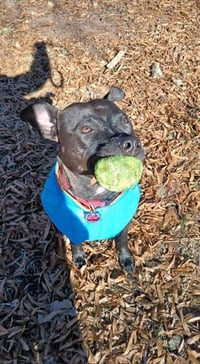 Buddy - Photo 16