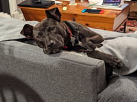 Buddy - Photo 24