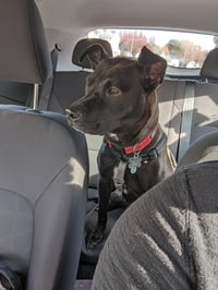 Buddy - Photo 21