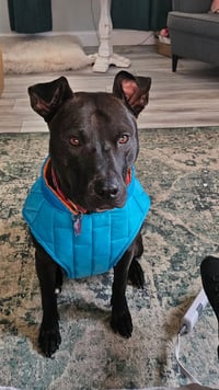 Buddy - Photo 3