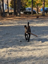 Buddy - Photo 13