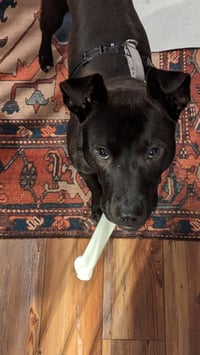Buddy - Photo 15