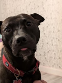 Buddy - Photo 8