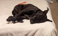 Buddy - Photo 22