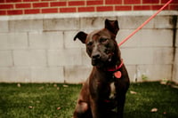 Buddy - Photo 10