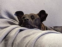 Buddy - Photo 12