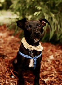 Buddy - Photo 25