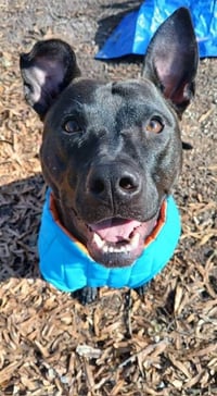 Buddy - Photo 1