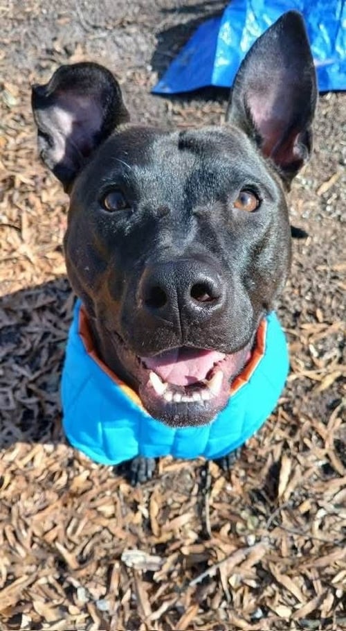 BUDDY - Black Labrador Retriever available for adoption