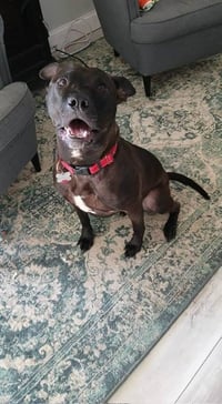 Buddy - Photo 20