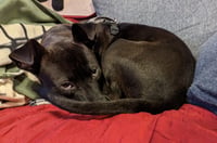 Buddy - Photo 23