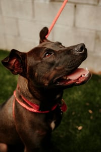 Buddy - Photo 11