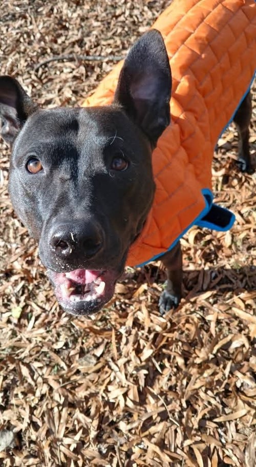 BUDDY - Black Labrador Retriever available for adoption