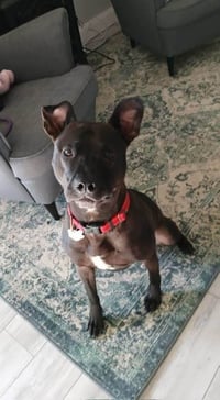 Buddy - Photo 17