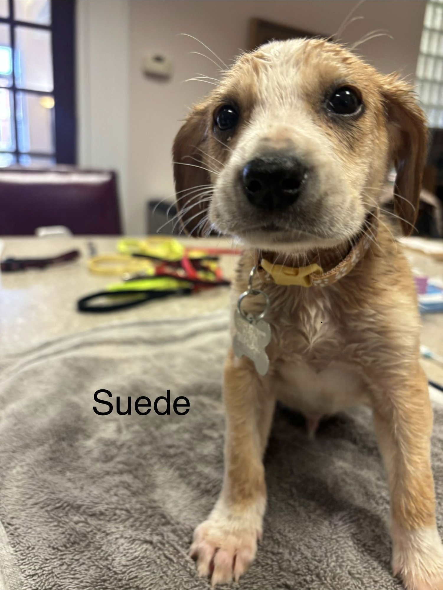 SUEDE - Beagle available for adoption