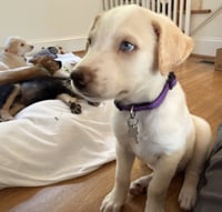 Warren - Carly Simon Litter - Photo 2