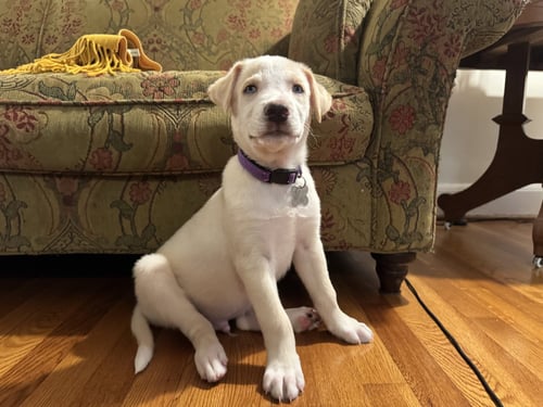 WARREN - CARLY SIMON LITTER - Husky / Shepherd available for adoption